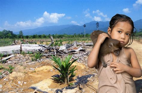 The Philippines: stop the palm oil rush in Palawan.